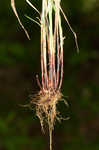 Roan Mountain sedge